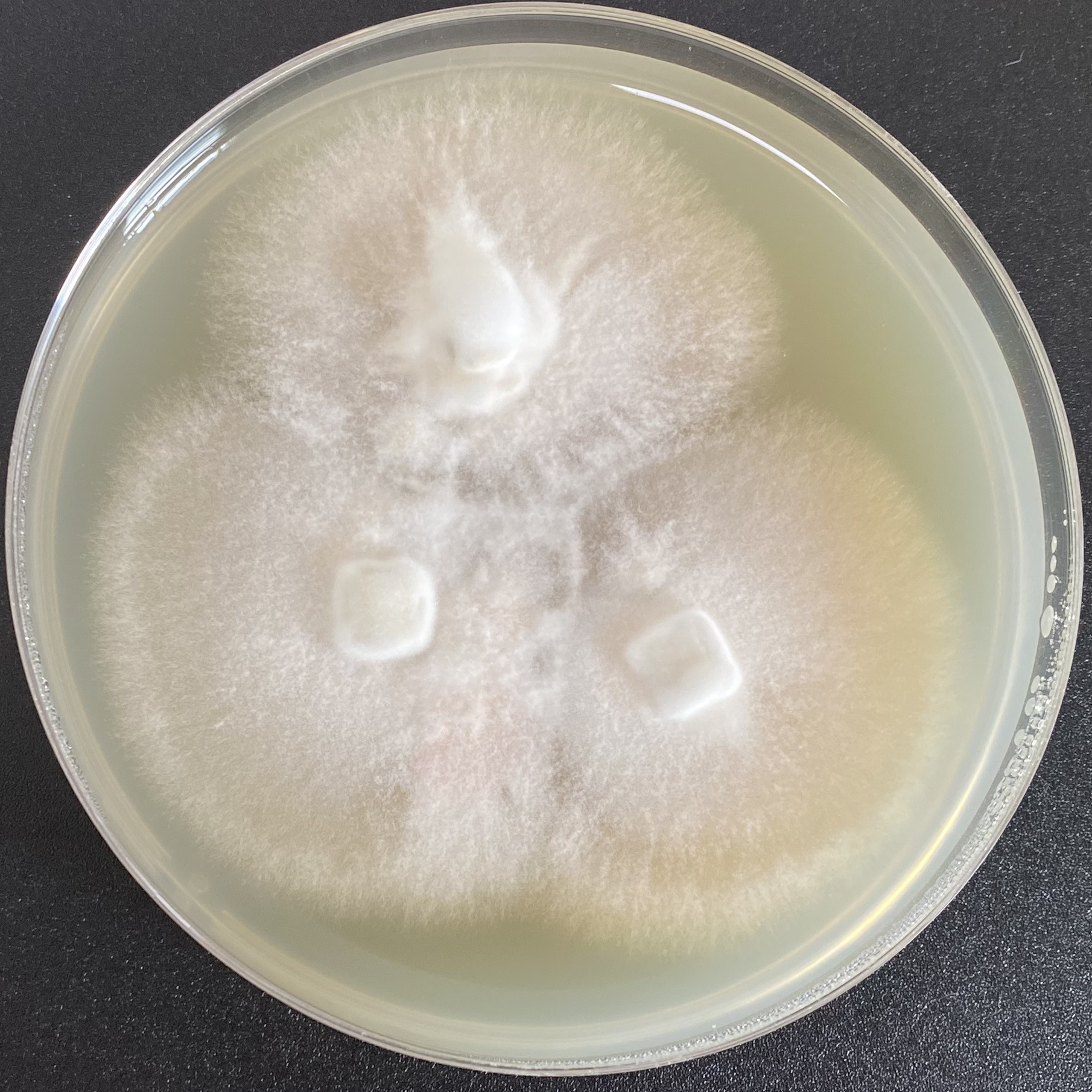 Cockscomb fungus-BNCC