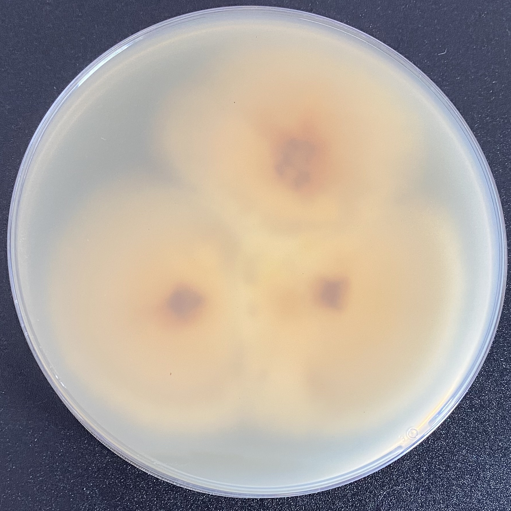 Cockscomb fungus-BNCC