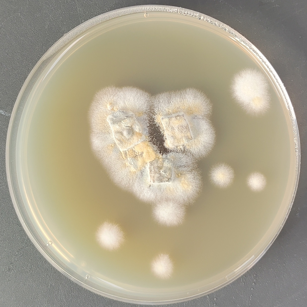 Hooked bone joint skin fungus-BNCC