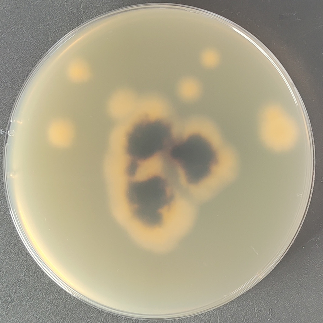 Hooked bone joint skin fungus-BNCC