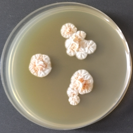 Trichophyton concentration-BNCC