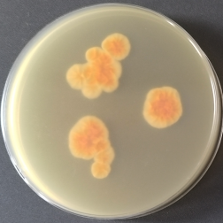 Trichophyton concentration-BNCC