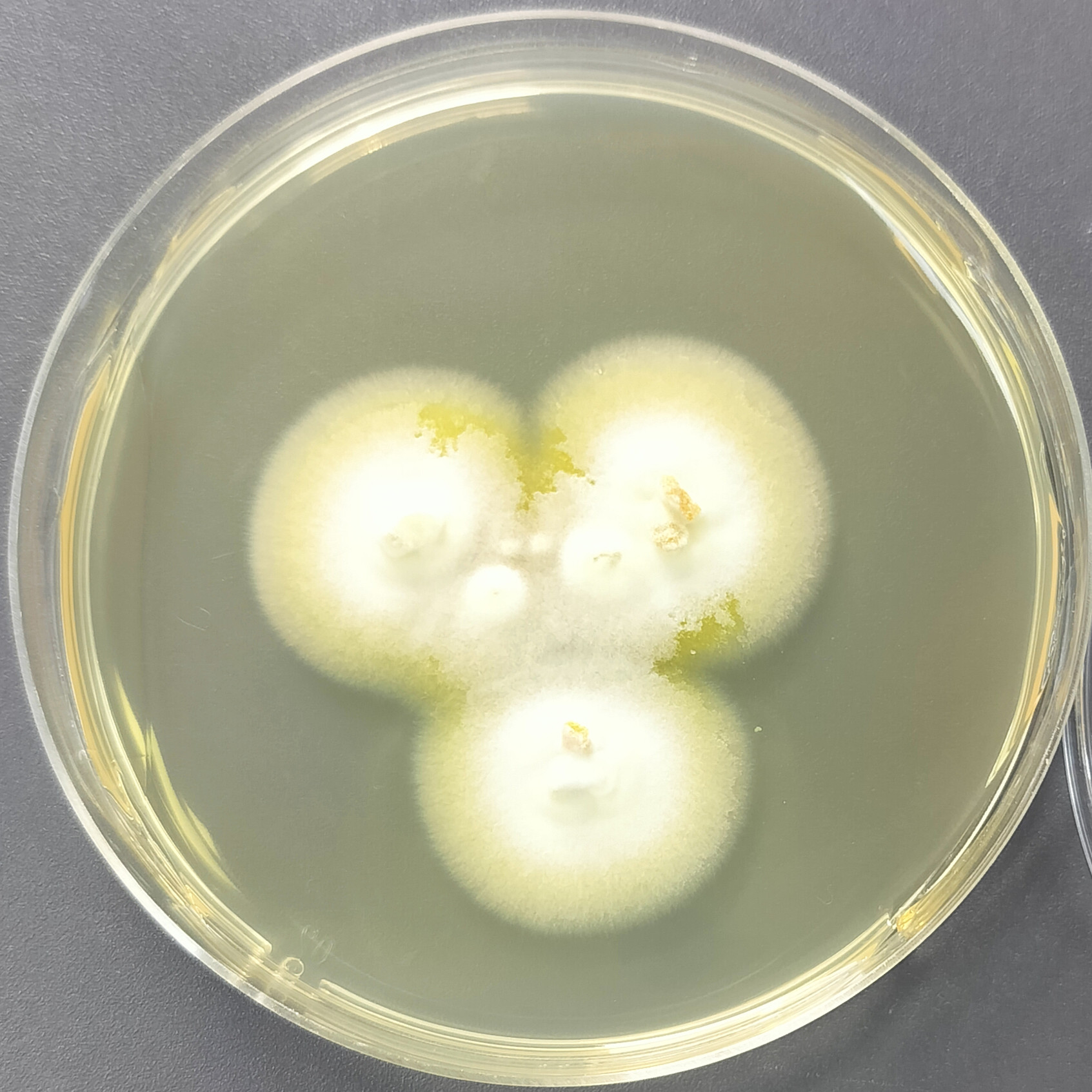 Trichophyton interruptus-BNCC
