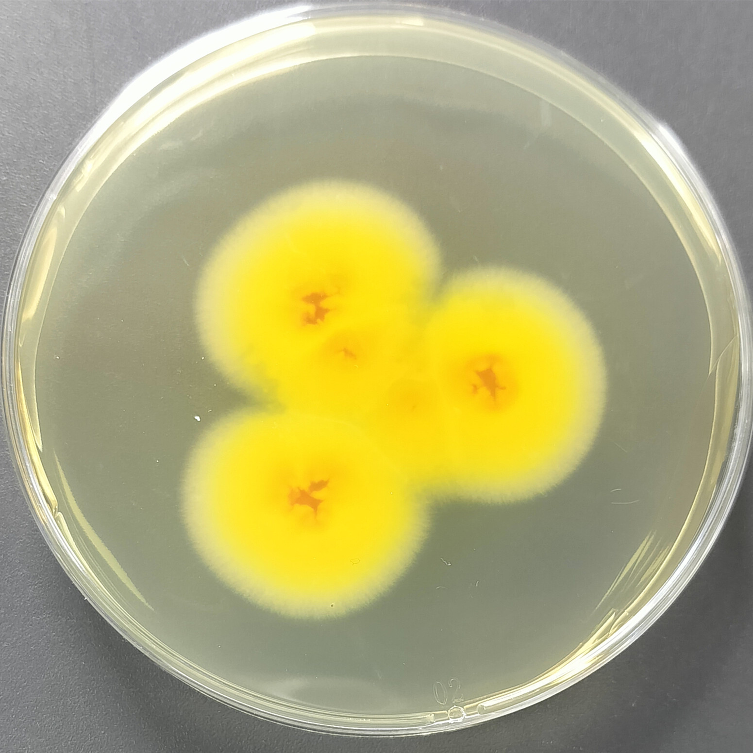 Trichophyton interruptus-BNCC