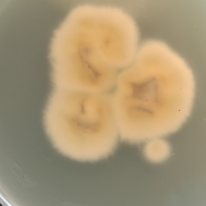 Trichophyton eriotron-BNCC