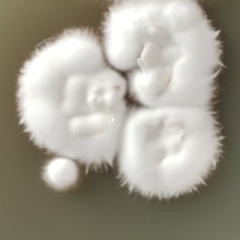 Trichophyton eriotron-BNCC