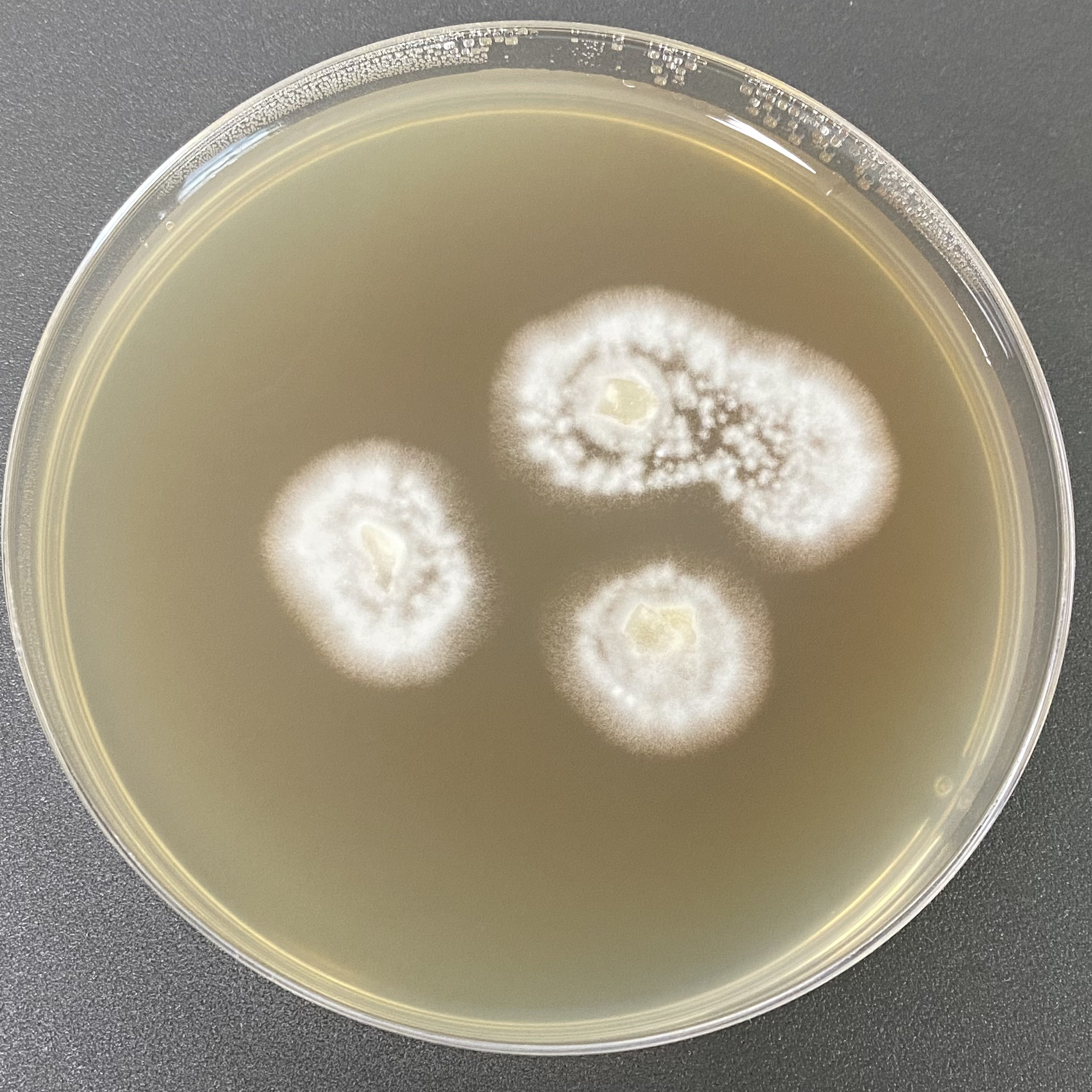 Trichophyton fungus-BNCC