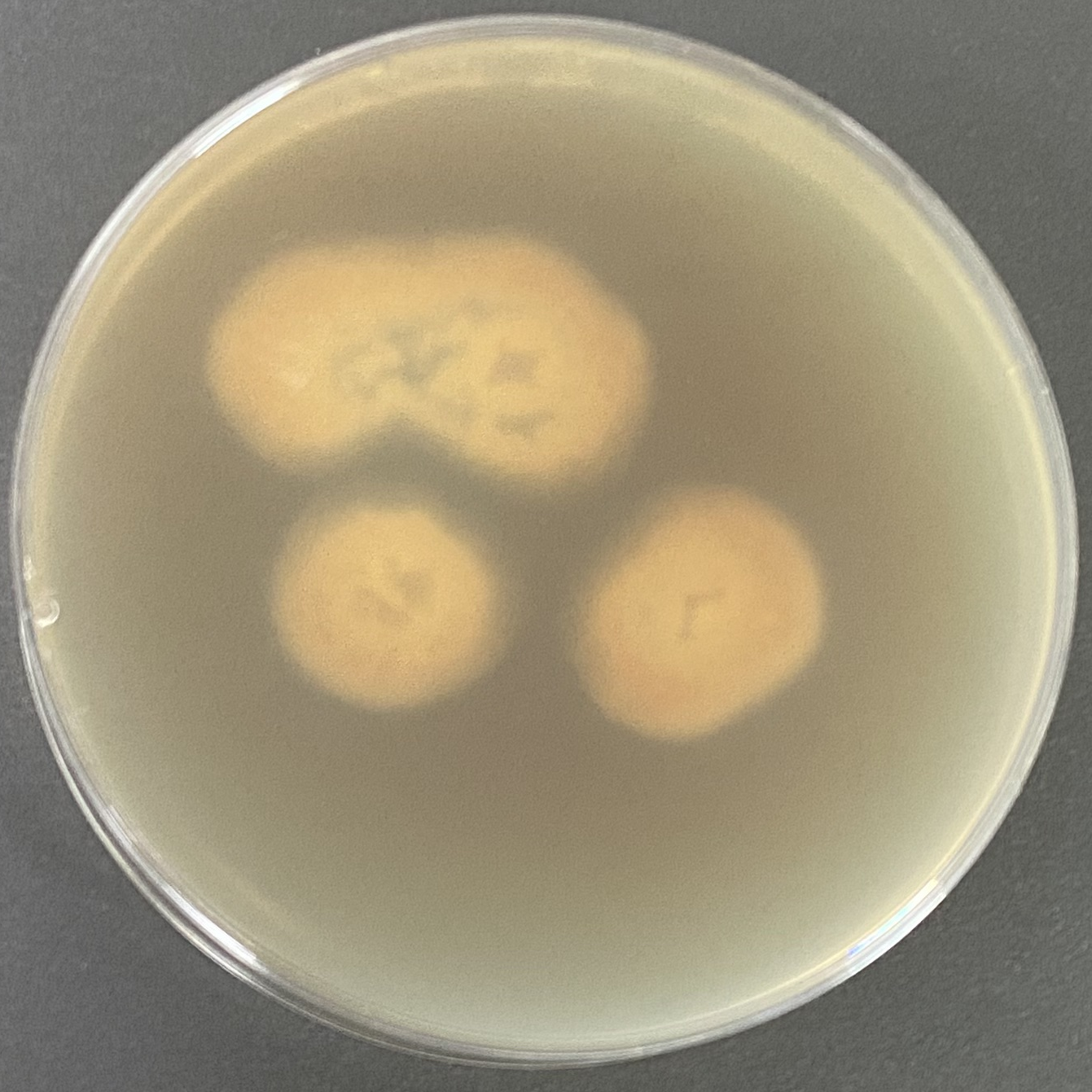 Trichophyton fungus-BNCC