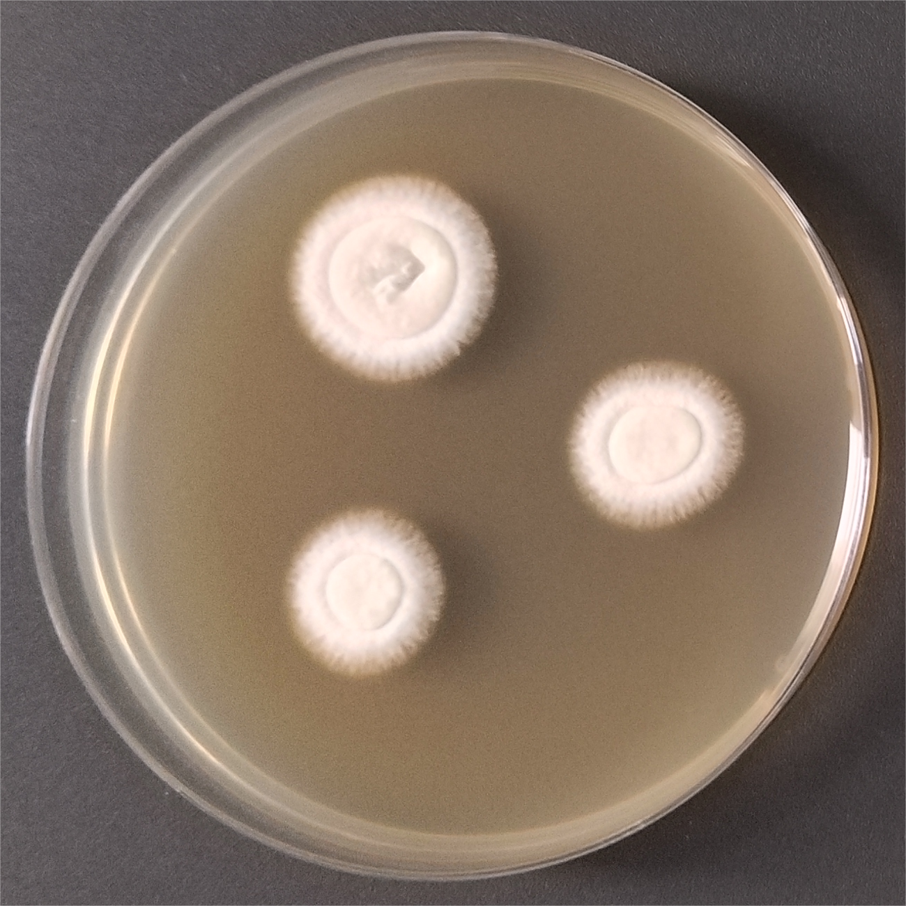 Arthroderma biphasic fungi-BNCC