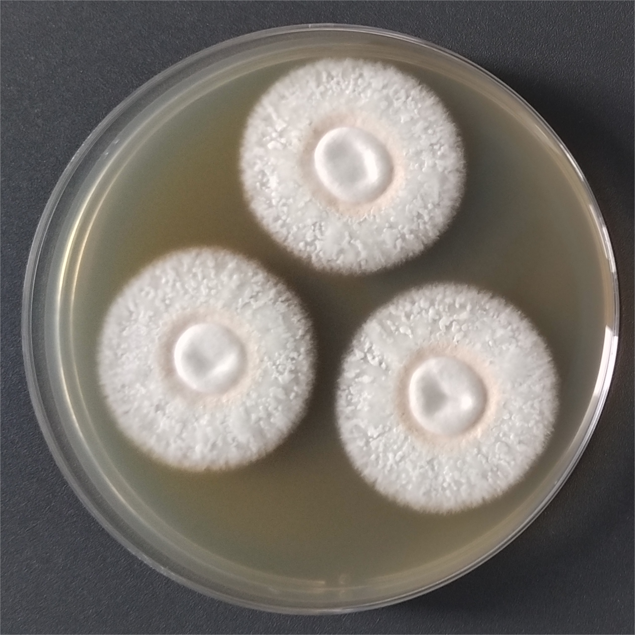 Arthroderma biphasic fungi-BNCC