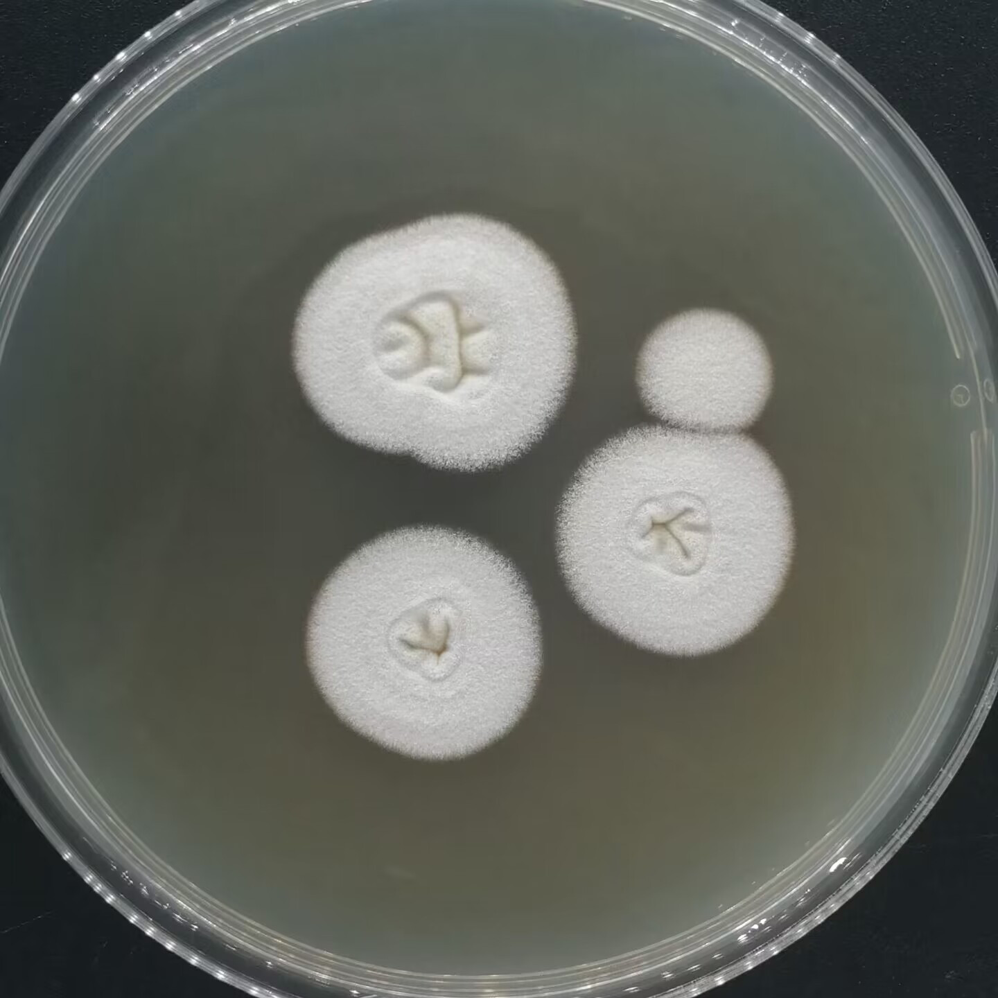 Arthroderma lenticulare-BNCC
