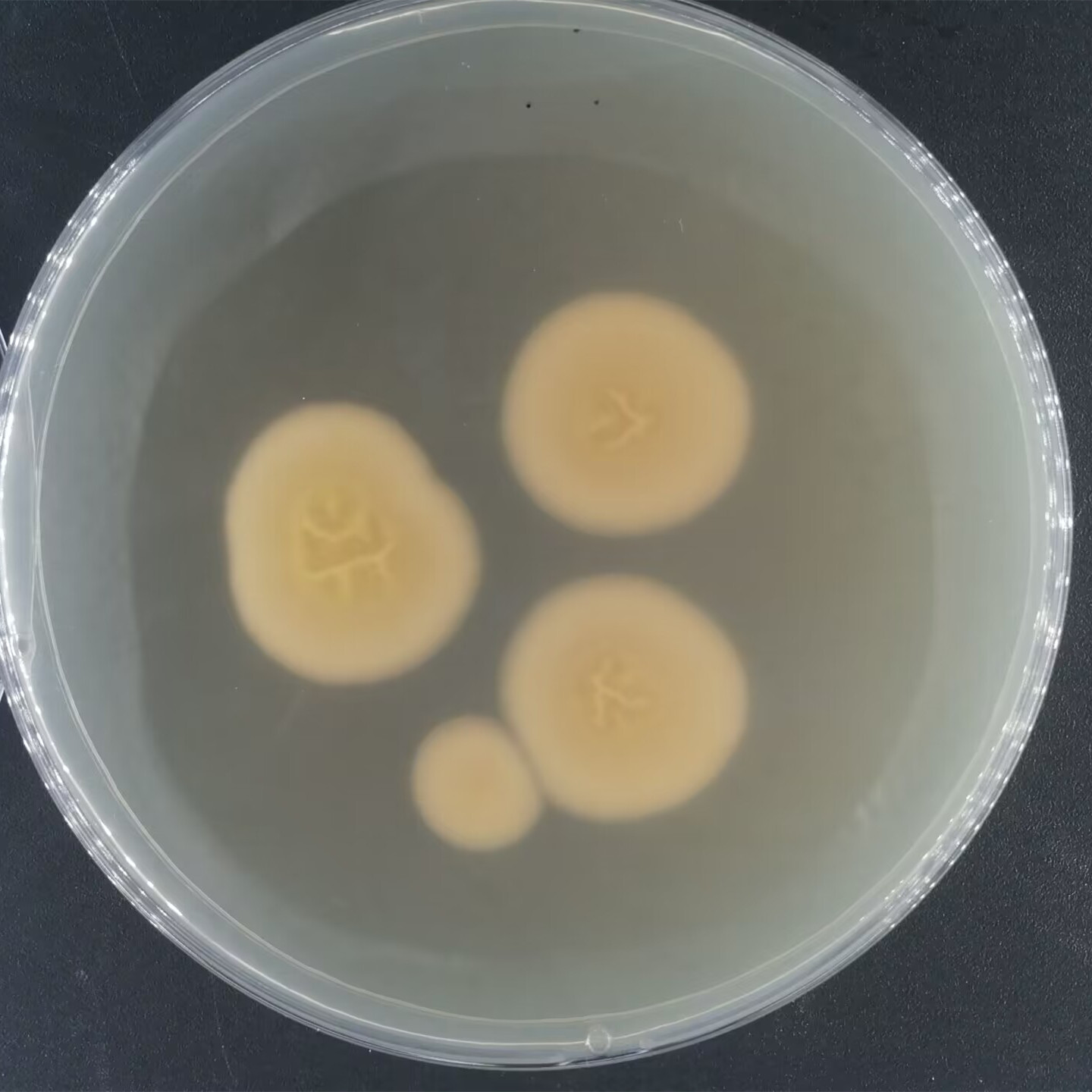Arthroderma lenticulare-BNCC
