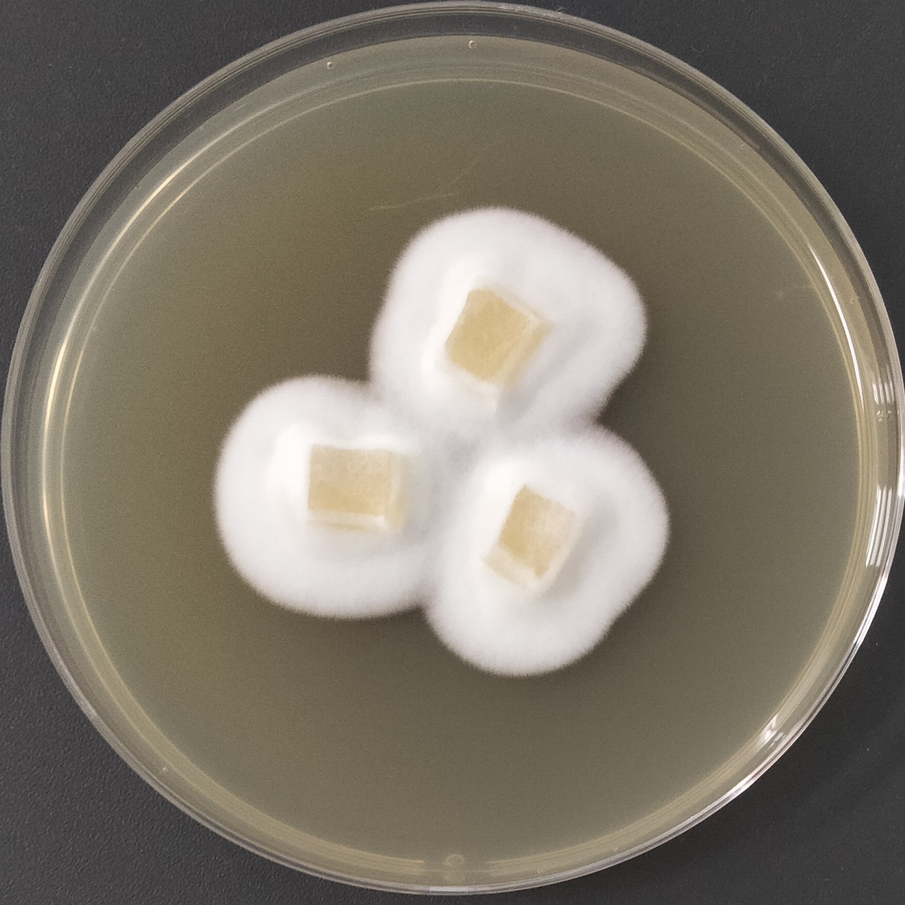 Arthroderma quadrifidum-BNCC