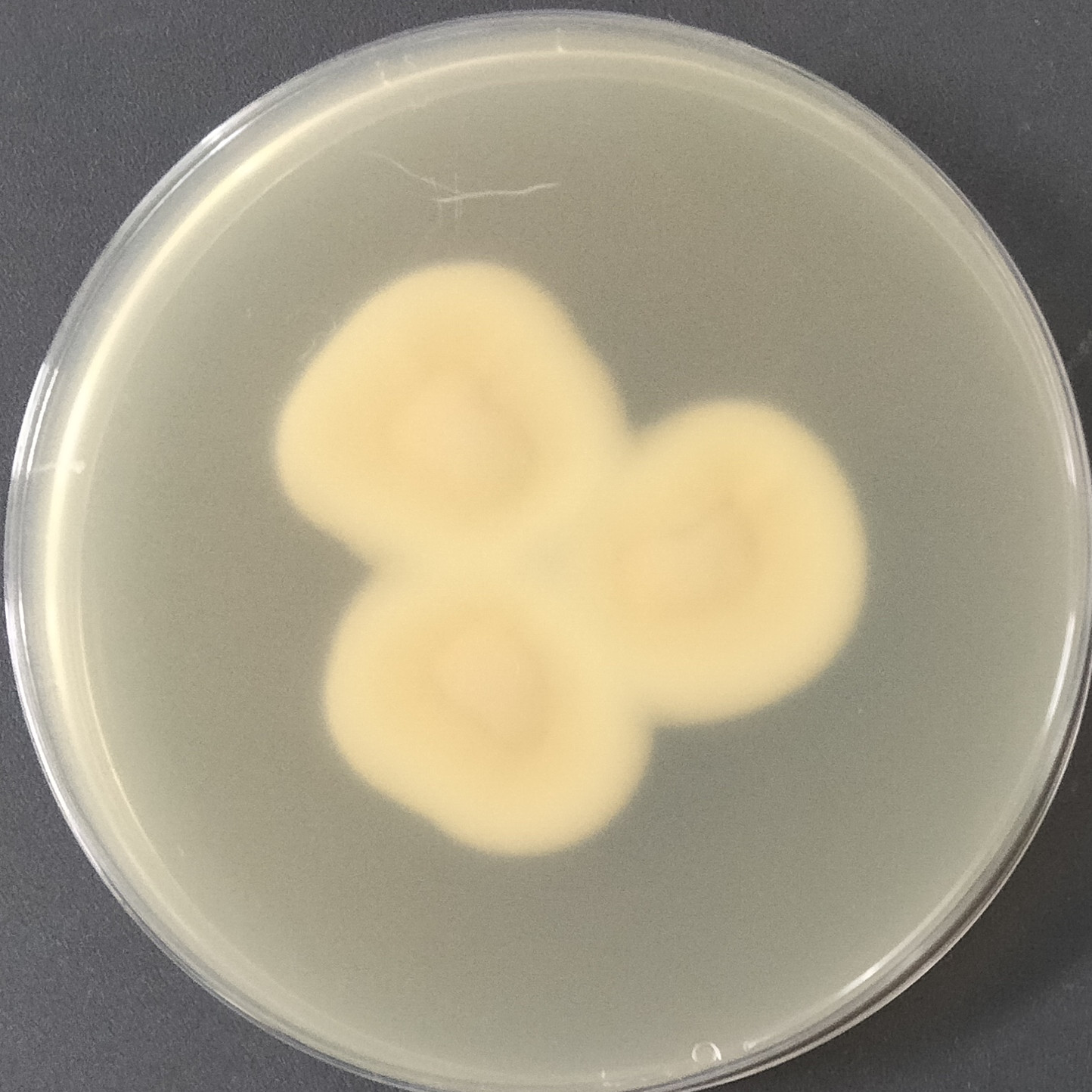 Arthroderma quadrifidum-BNCC