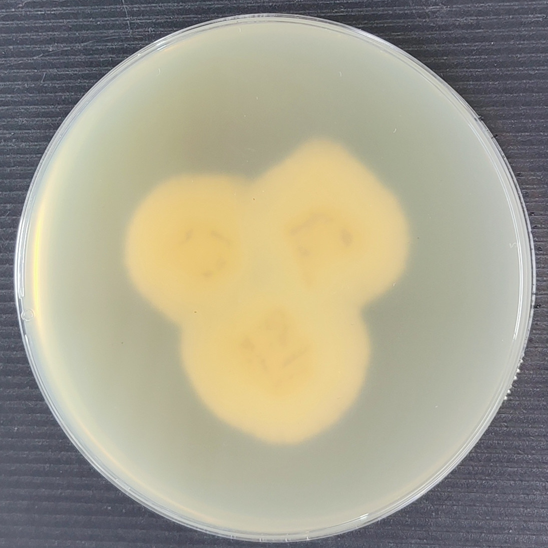 Arthroderma gertleri-BNCC