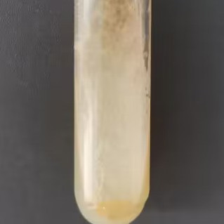 Fox feces Penicillium-BNCC