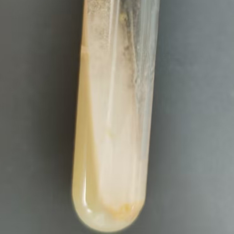 Fox feces Penicillium-BNCC