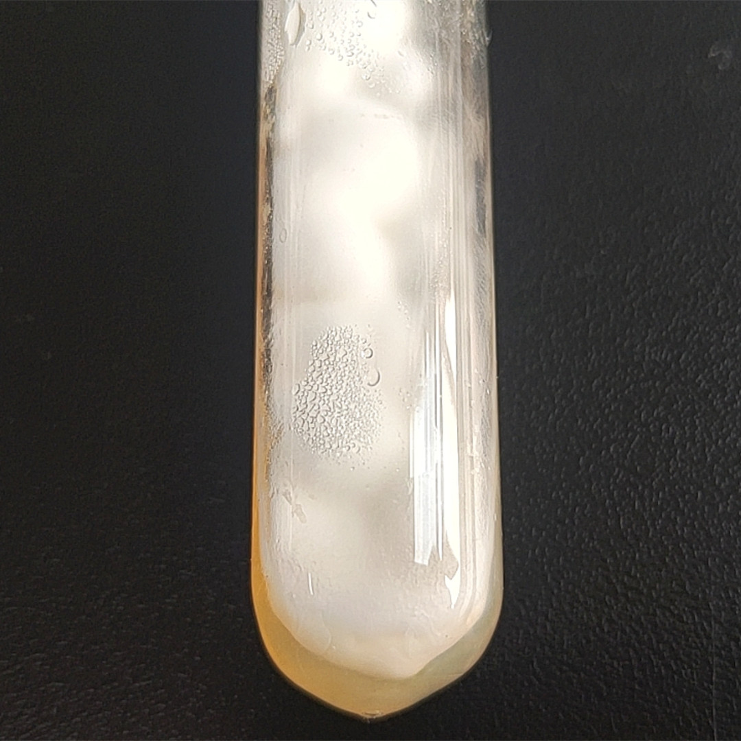 Lecanicillium psalliotae-BNCC