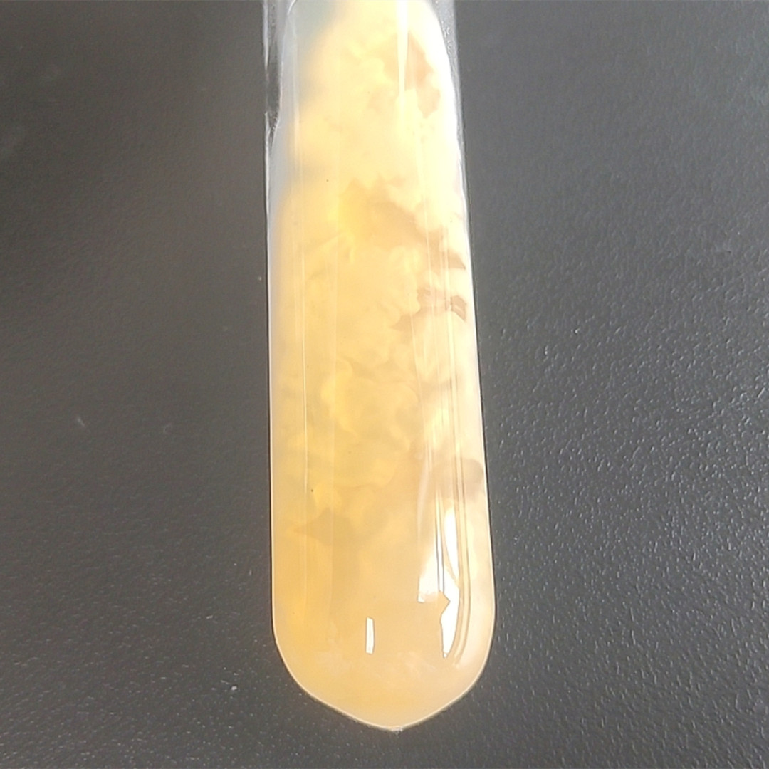 Lecanicillium psalliotae-BNCC