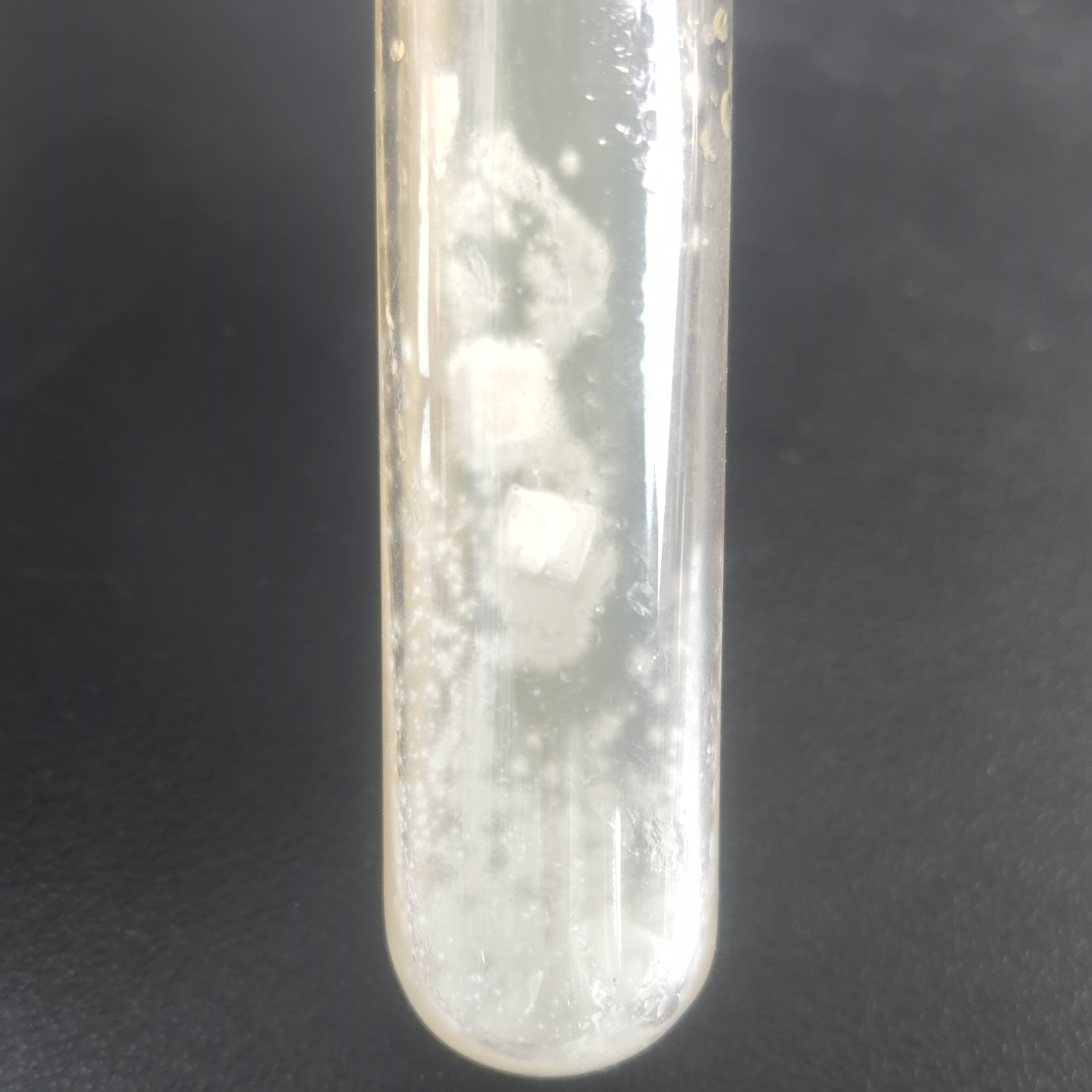 Hyporeales sp.-BNCC