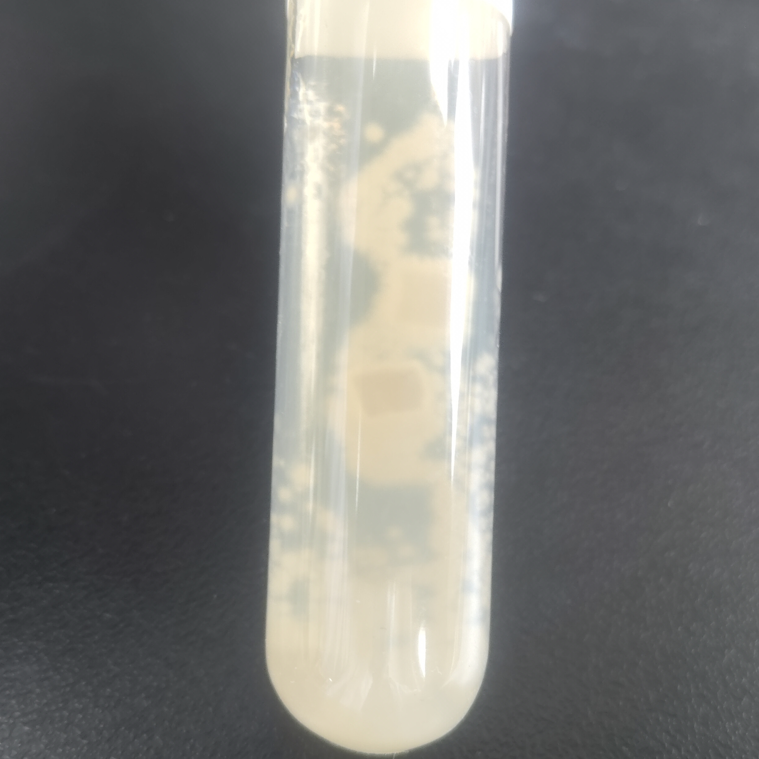 Hyporeales sp.-BNCC