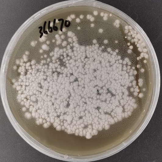 Pleuurodesmospora cocorum-BNCC