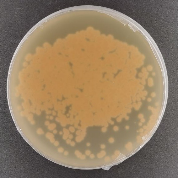 Pleuurodesmospora cocorum-BNCC