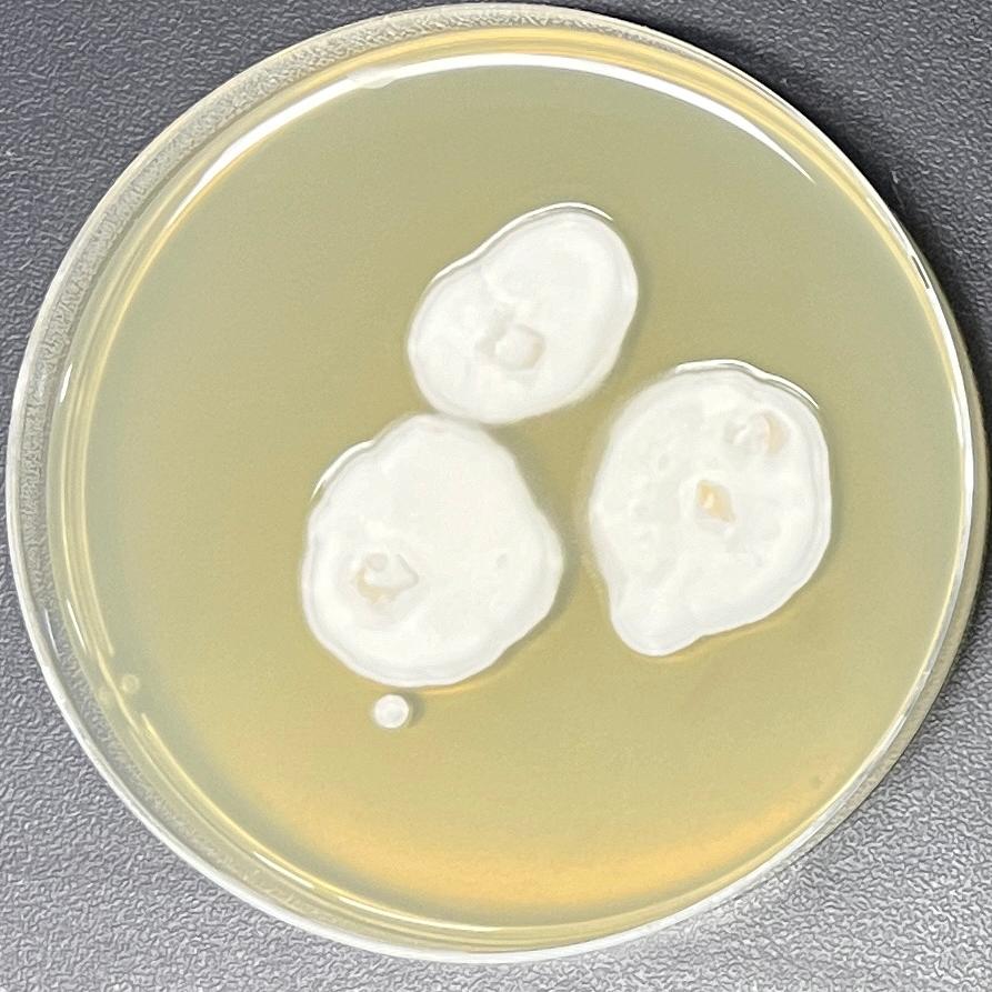 Lecanicillium fungicola-BNCC