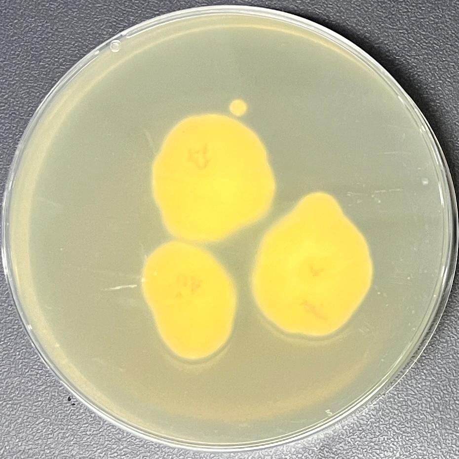 Lecanicillium fungicola-BNCC