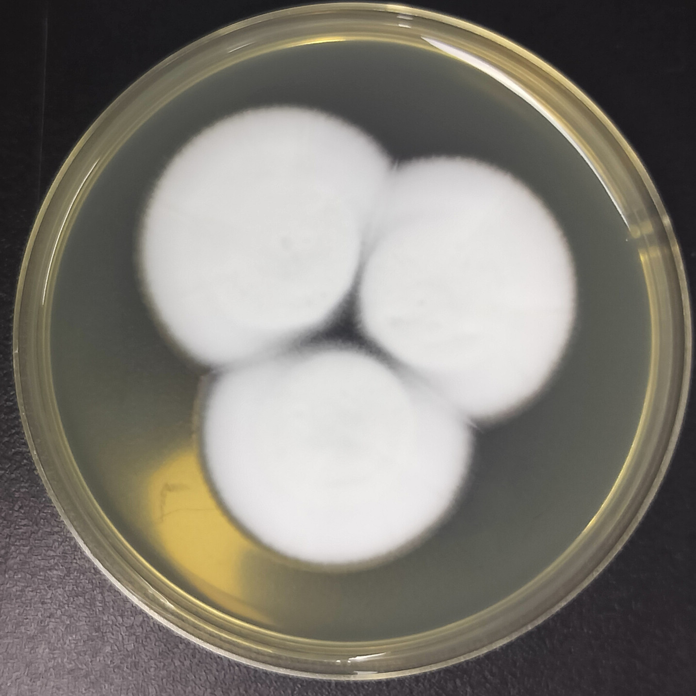 Lecanicillium aphanocladii-BNCC