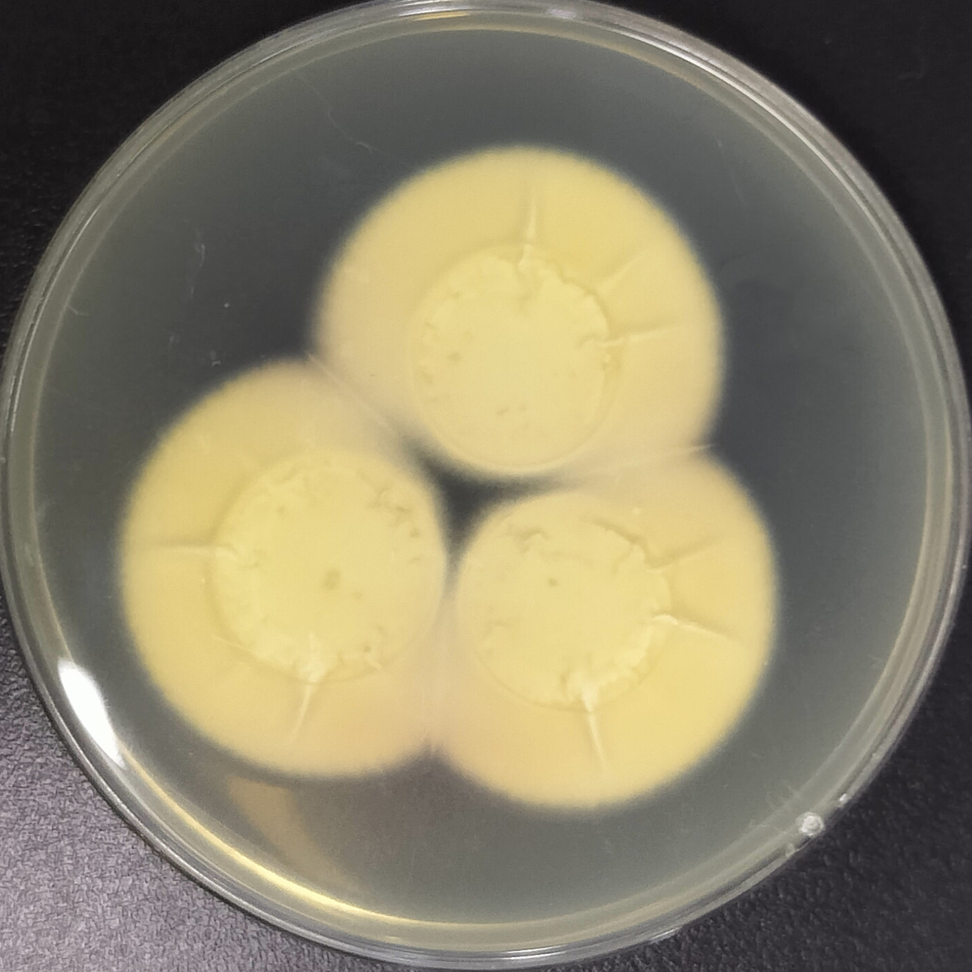Lecanicillium aphanocladii-BNCC