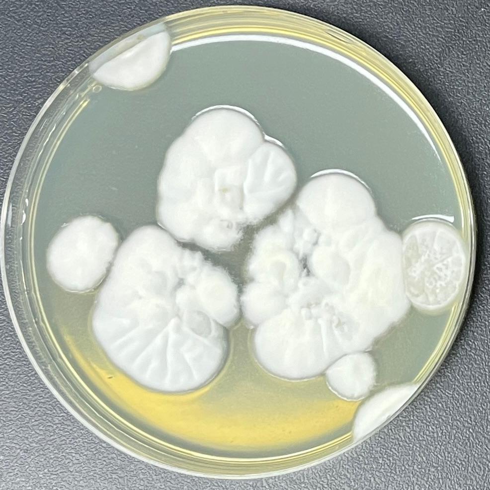 Lecanicillium antillanum-BNCC
