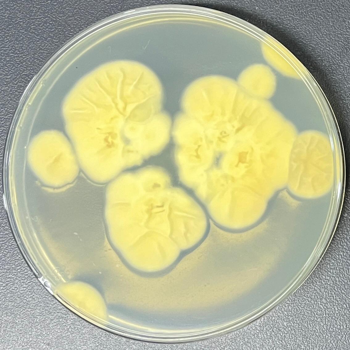 Lecanicillium antillanum-BNCC