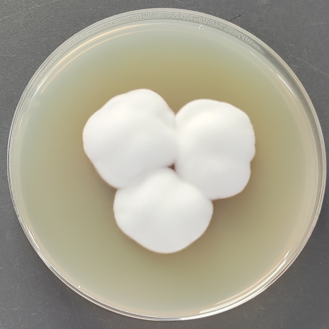 Verticillium-BNCC
