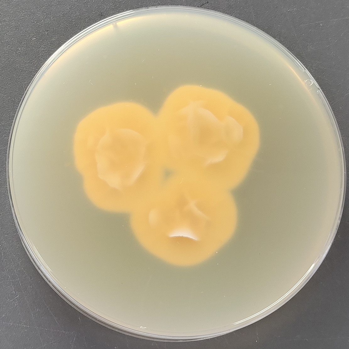 Verticillium-BNCC