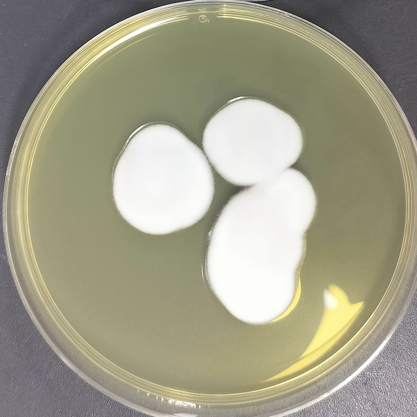 Lecanicillium araneicola-BNCC