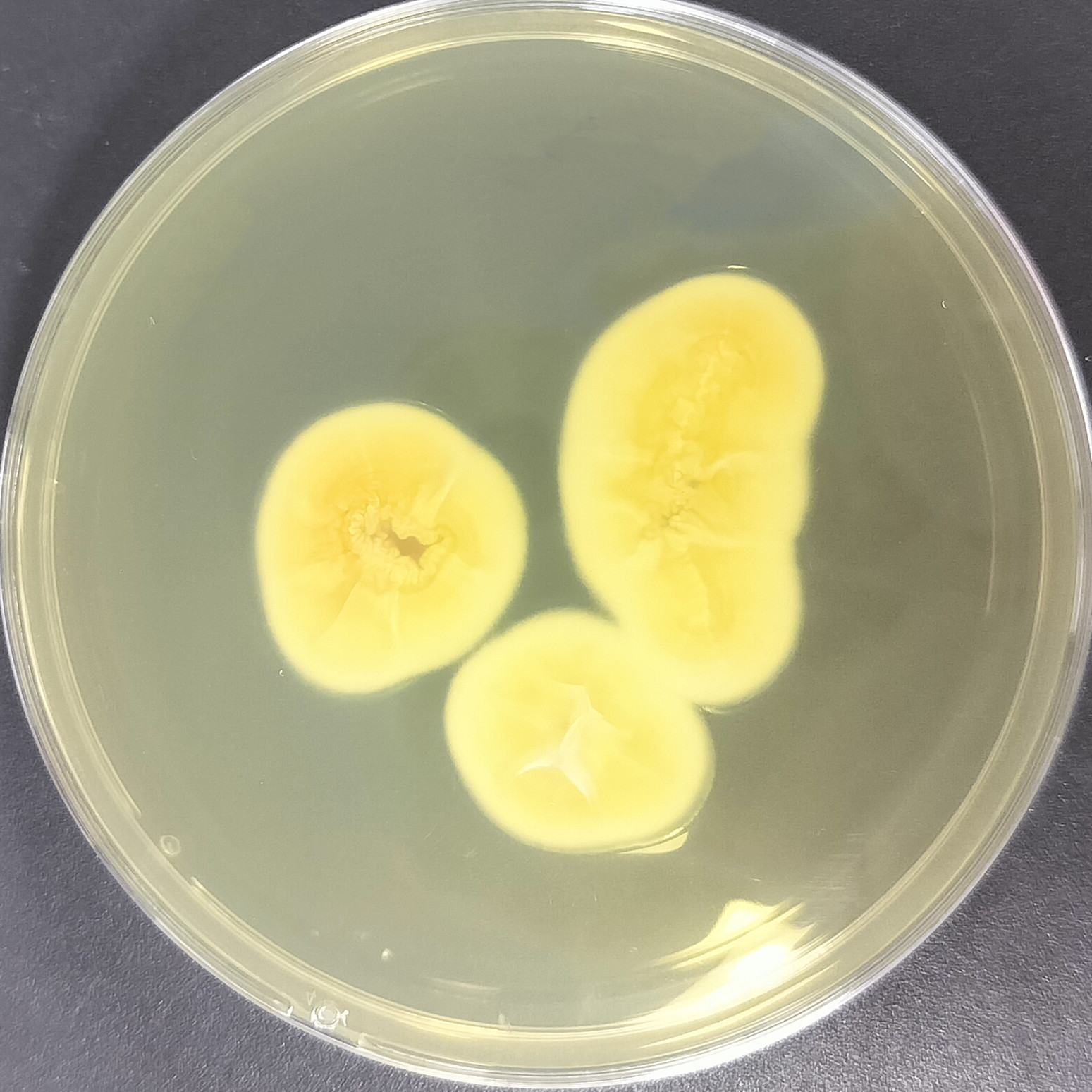 Lecanicillium araneicola-BNCC
