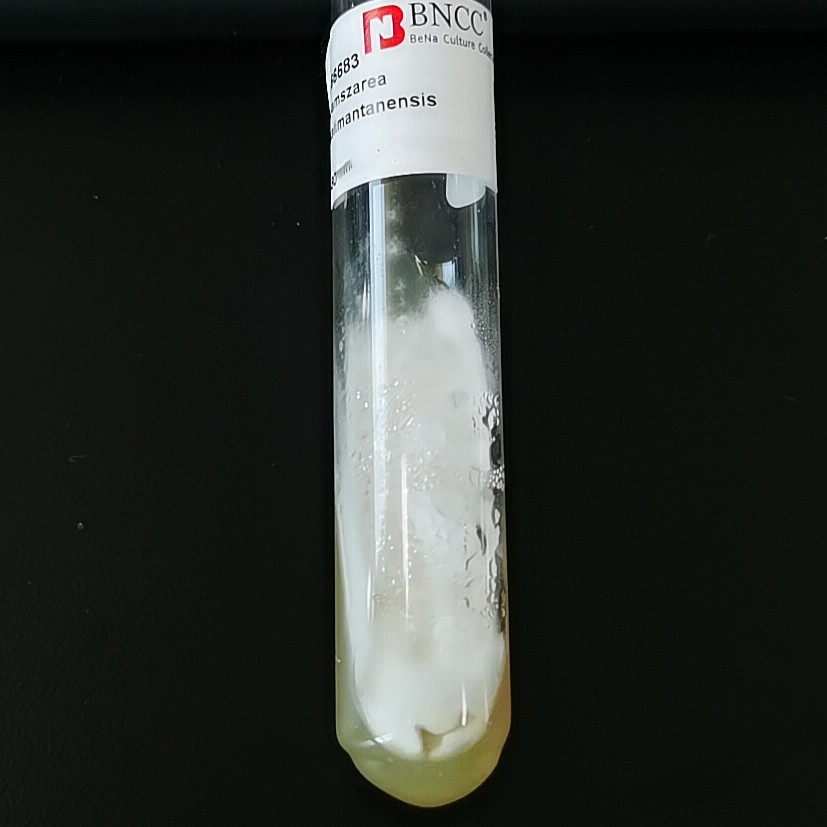 Gamszarea kalimantanensis-BNCC
