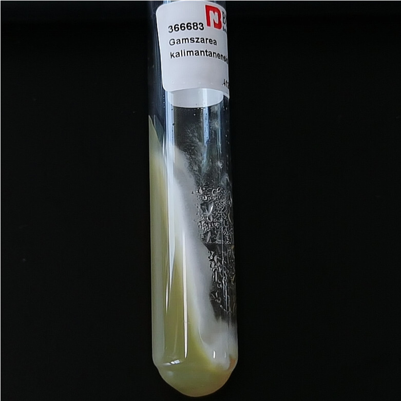 Gamszarea kalimantanensis-BNCC