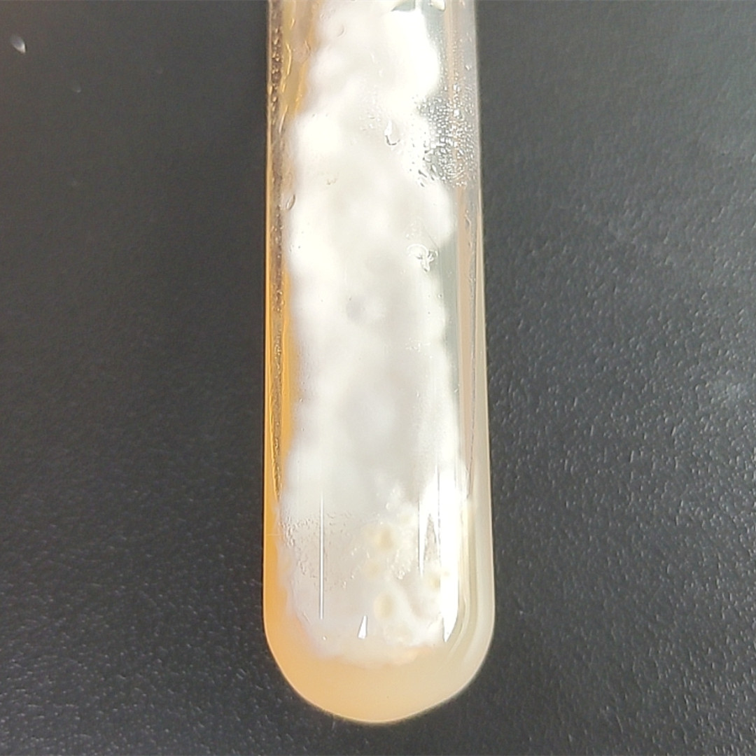 Engyodontium aranearum-BNCC