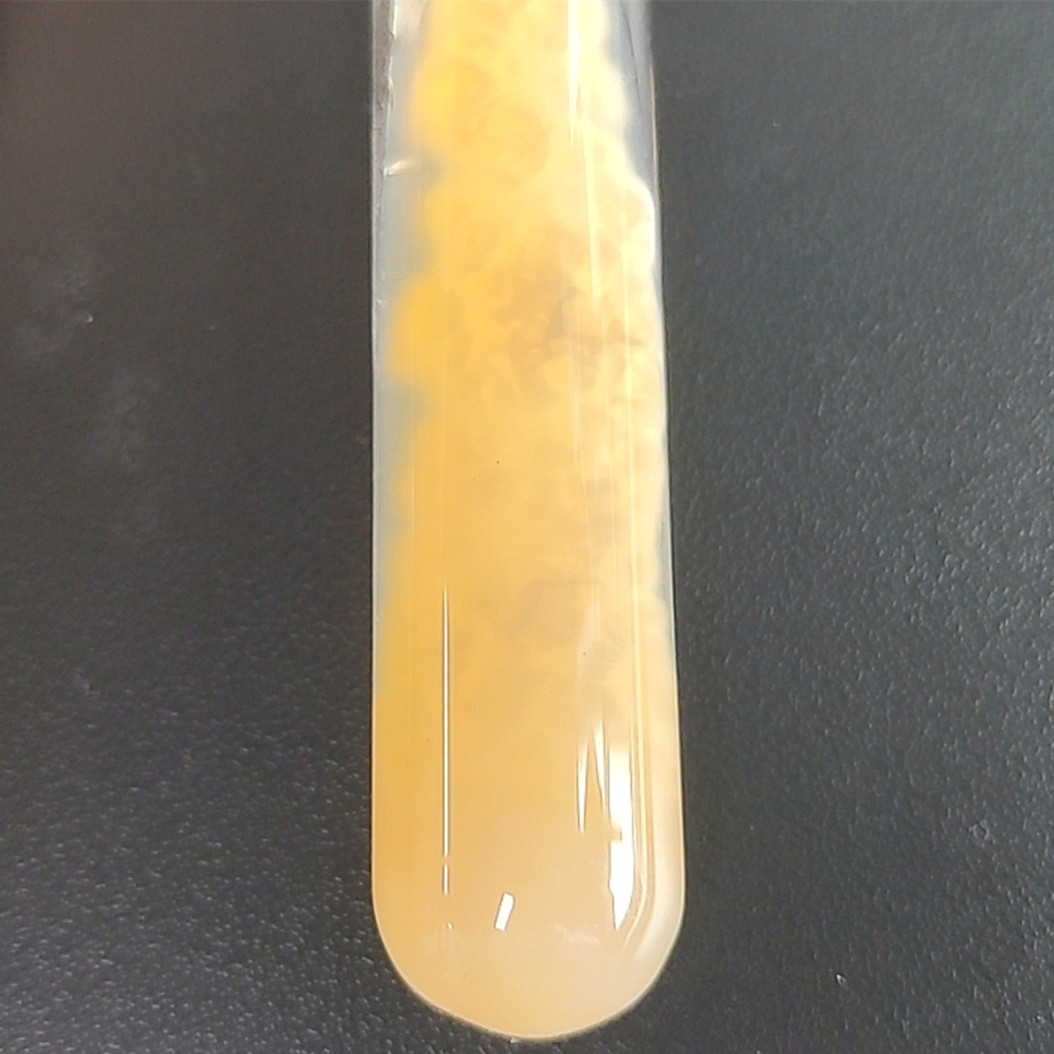 Engyodontium aranearum-BNCC