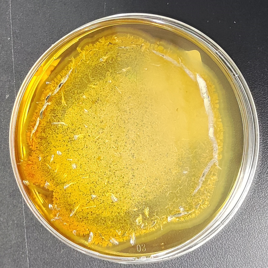 Perenicordyceps ryogamiensis-BNCC