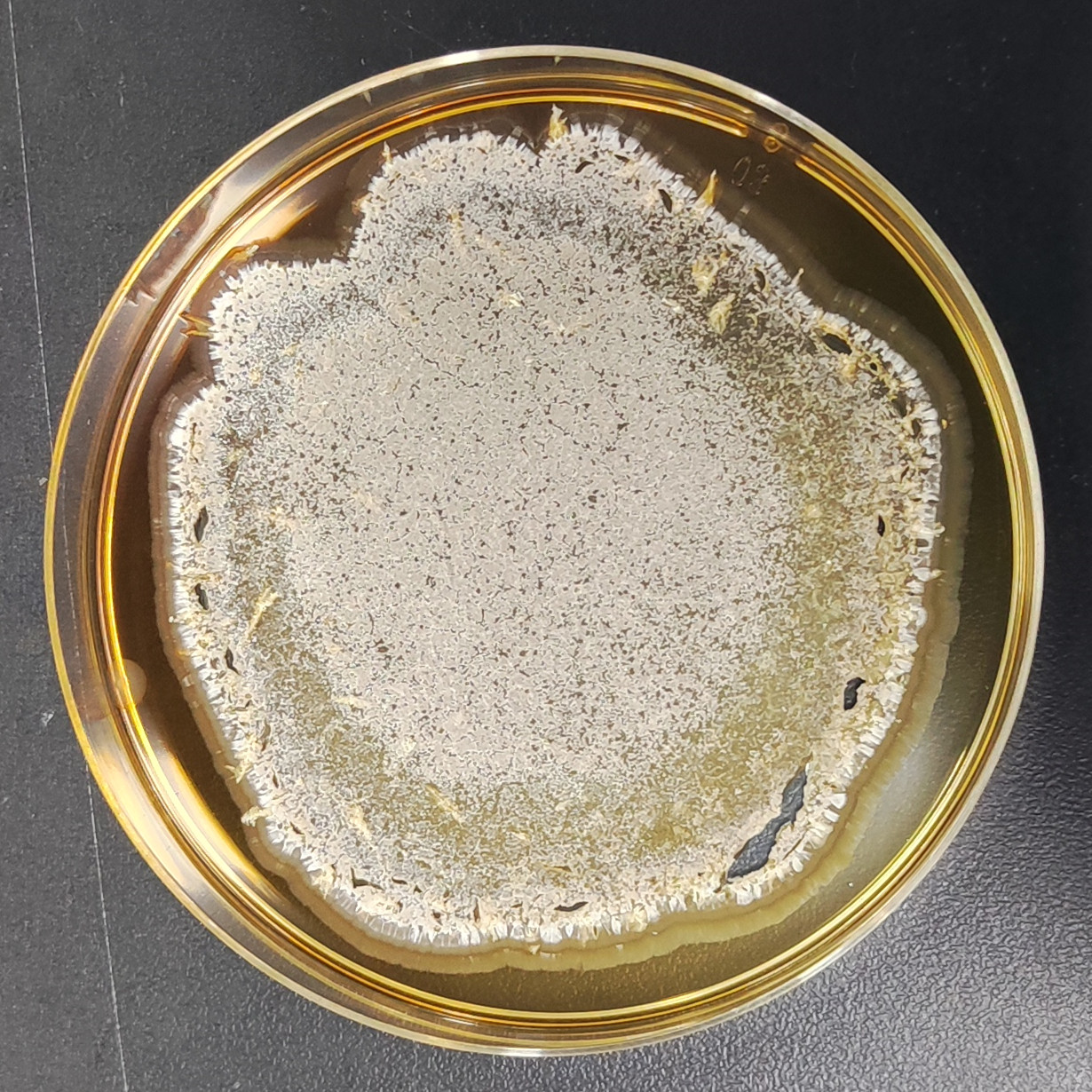 Perenicordyceps ryogamiensis-BNCC