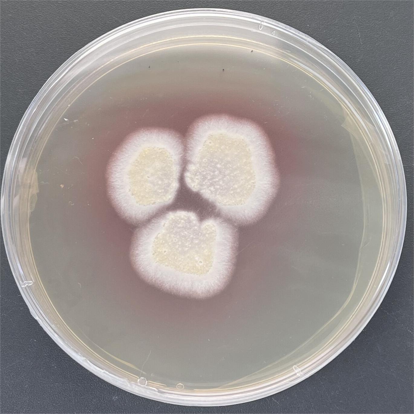 Multi head fungi genus-BNCC