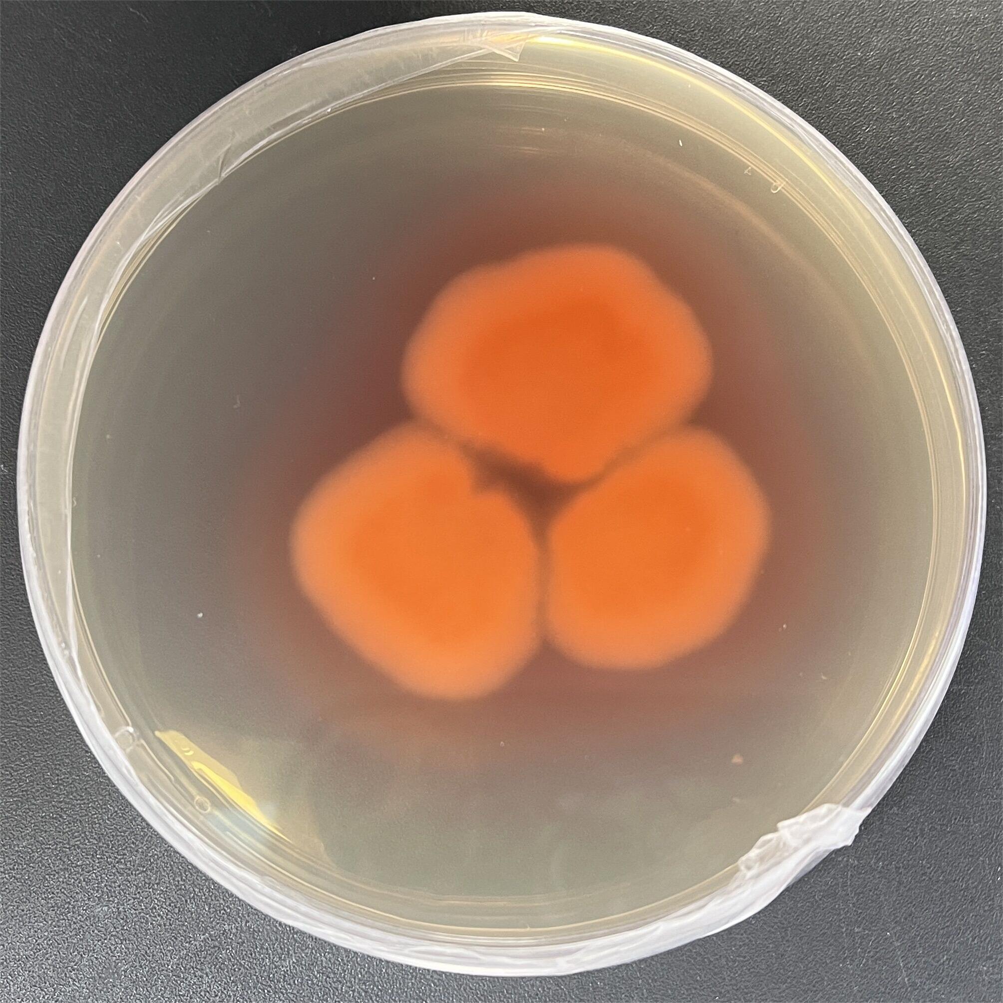 Multi head fungi genus-BNCC