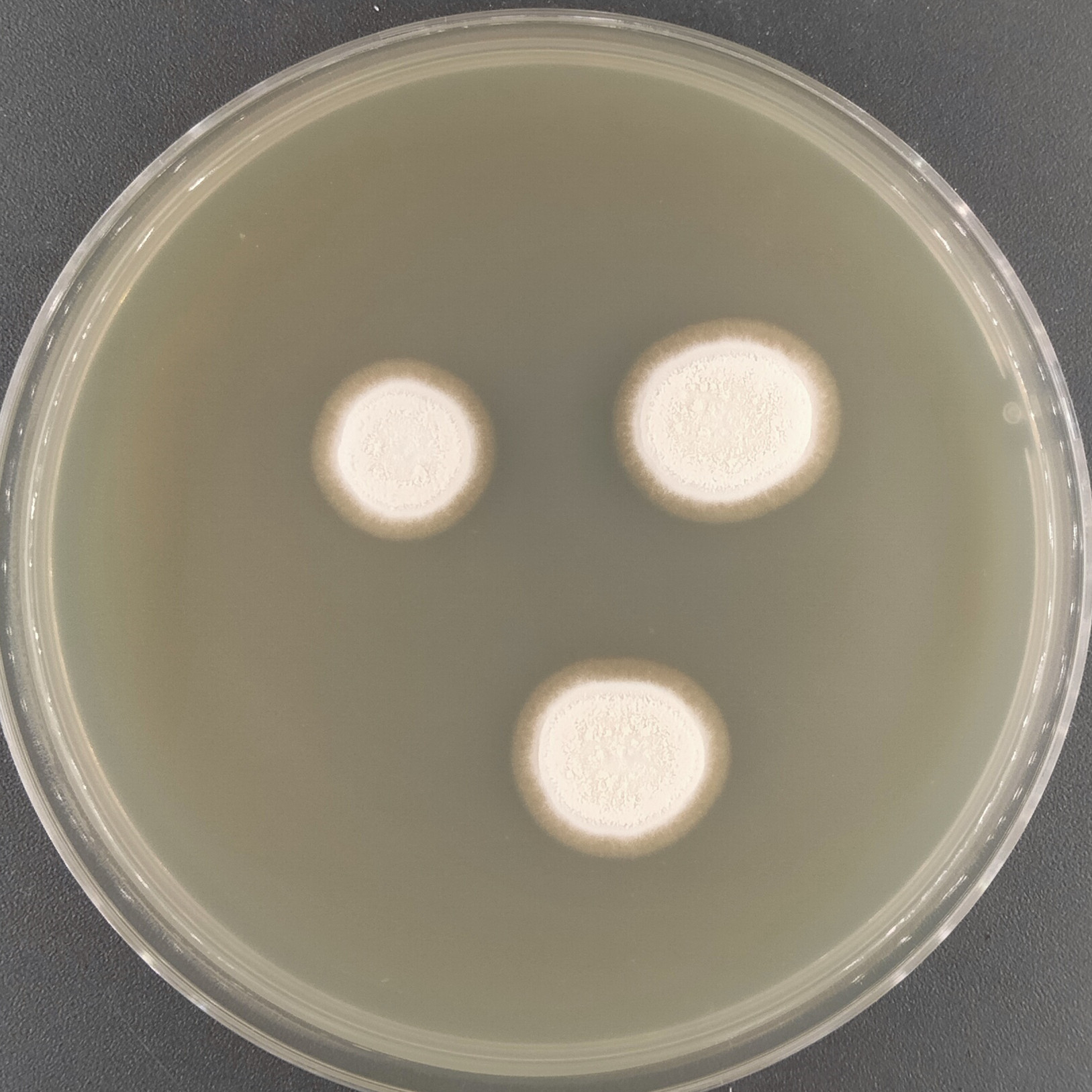 Multi head fungi genus-BNCC