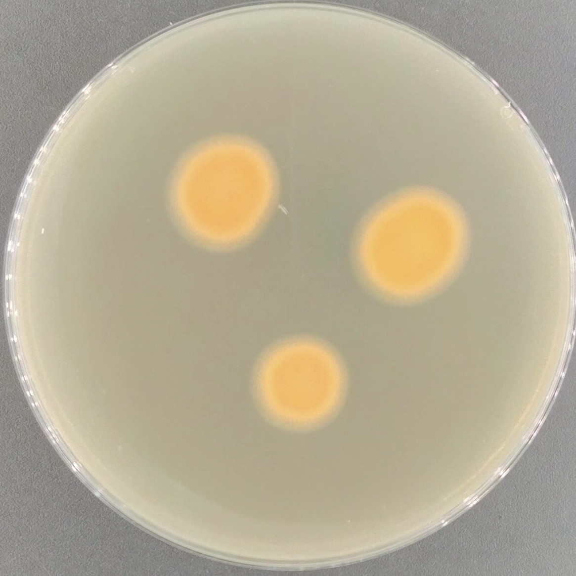 Multi head fungi genus-BNCC