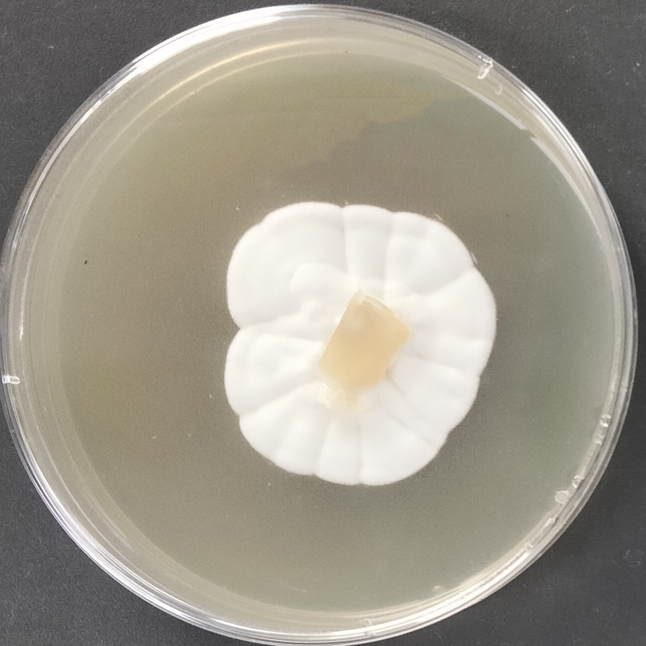 Akanthomyces lecanii-BNCC