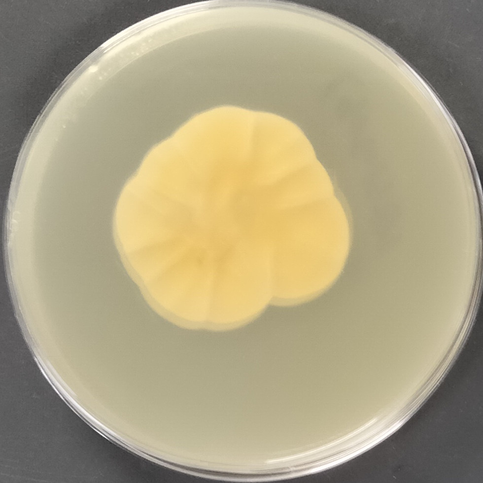 Akanthomyces lecanii-BNCC