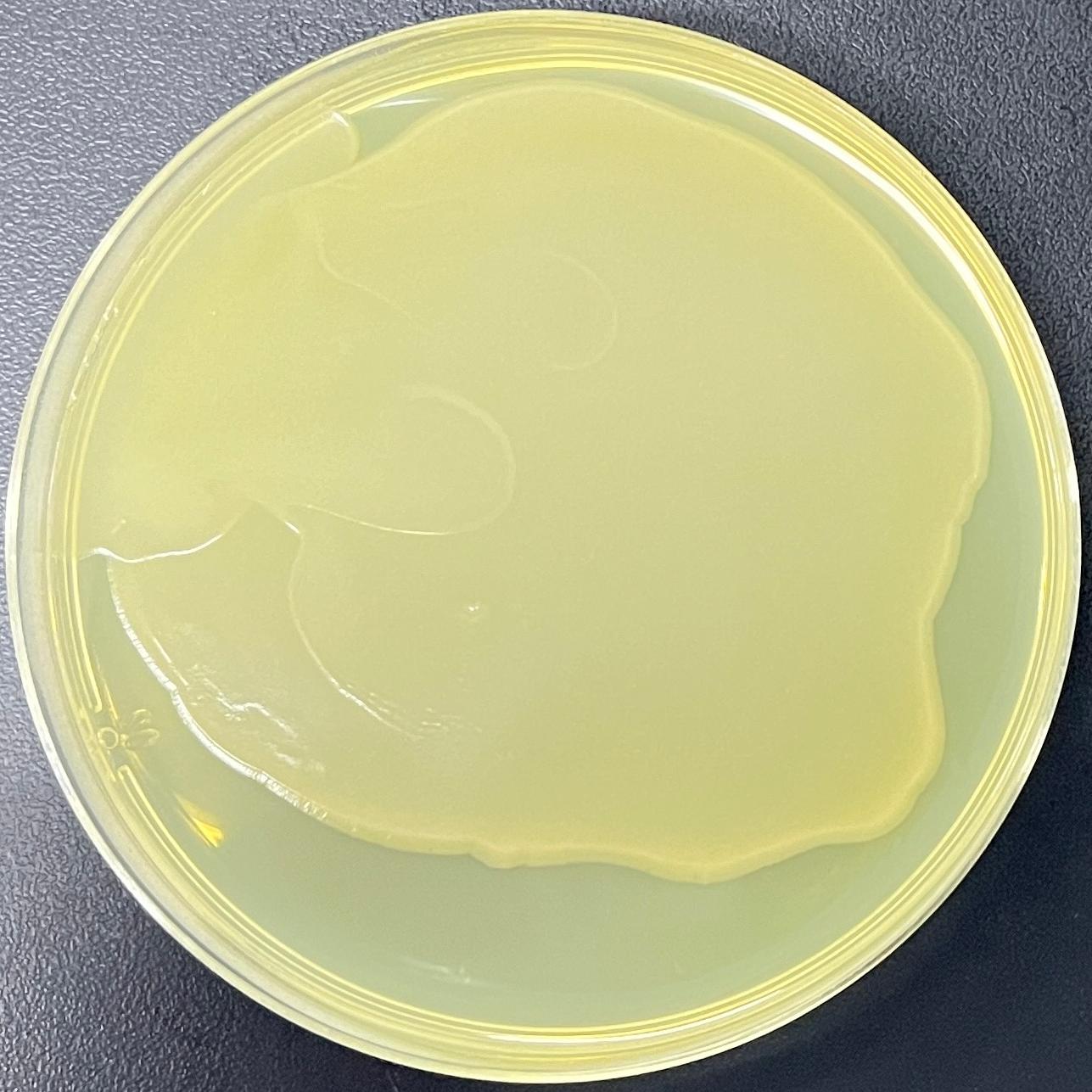 DH5 α (containing PTT5 plasmid) Escherichia coli-BNCC